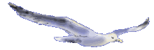 gif17.gif